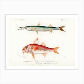 Different Types Of Fishes, Charles Dessalines D'Orbigny 9 Art Print