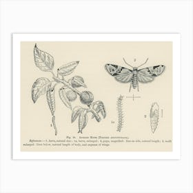 Vintage Illustration Of Apricot Moth, John Wright Art Print