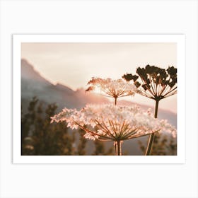 Wildflower Sunrise Art Print