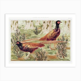 Ordinary Pheasants From The Animal In The Decoration (1897), Maurice Pillard Verneuil Art Print