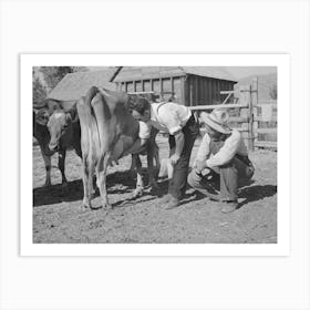 Fsa (Farm Security Administration) Supervisor Explaining The Fine Points Of A Cow, Box Elder County, Utah By Russe Art Print