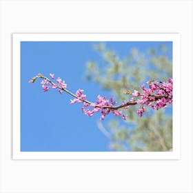 Redbuds On Blue Art Print