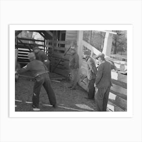 Untitled Photo, Possibly Related To Stockyard Attendants Herding Hogs Into Pens At Stockyards, Aledo, Illinois Art Print