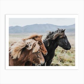 Wild Icelandic Horses Art Print