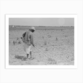 Untitled Photo, Possibly Related To New Madrid County, Missouri, Sharecropper S Wife Chopping Cotton Art Print