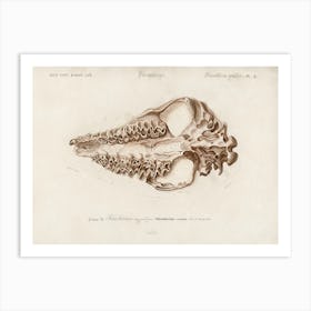 Odd Toed Unlate (Palaeotherium), Charles Dessalines D'Orbigny Art Print