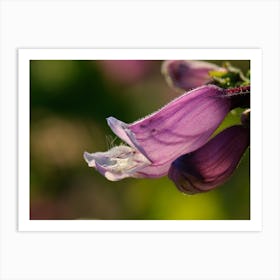 Close Up Of A Purple Flower Art Print