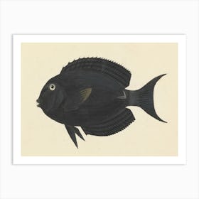 Unidentified Fish, Luigi Balugani 2 Art Print