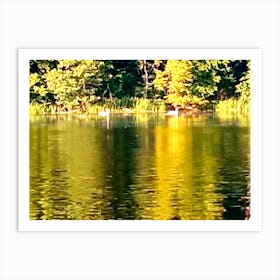 Swans In A Lake Art Print