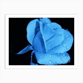 Blue Rose 1 Art Print