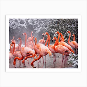 American Flamingo, Mehgan Murphy Art Print