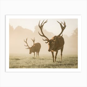 Deer In Morning Fog Art Print