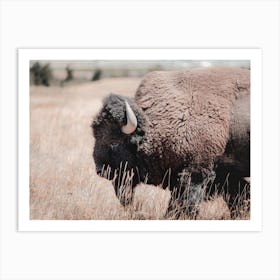 Rustic Bison Scenery Art Print