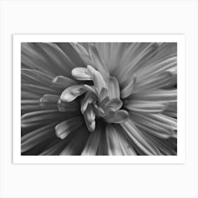 Chrysanthemum 1 Art Print