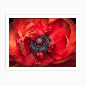 Red Poppy 1 Art Print