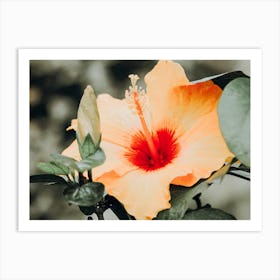 Hibiscus Flower Art Print