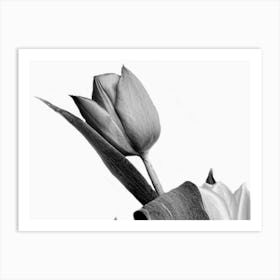 Black And White Tulips Art Print