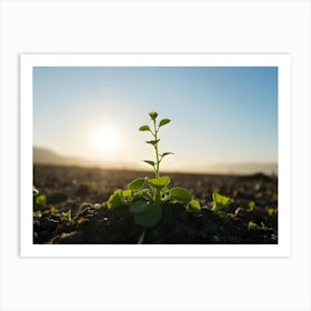 Young Plant In The Field Art Print