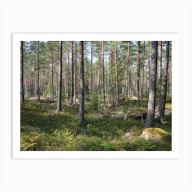 Swedish forrest 40896 Art Print