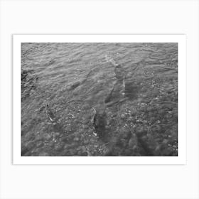 Salmon Coming Up Mill Creek, Tehama County, California By Russell Lee Art Print