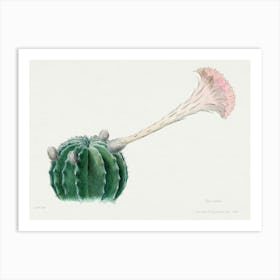 Easter Lily Cactus, Familie Der Cacteen 1 Art Print