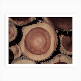 Log Cross Section Art Print