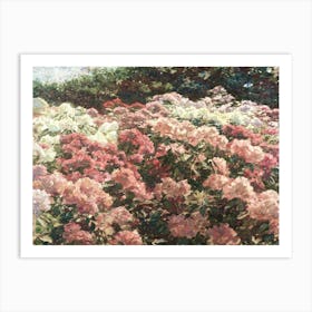 Rhododendrons In Bloom 1 Art Print