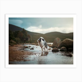 Australian Shepherd In Water- Scotland Highland UK dog photo print - moody animal photography Art Print