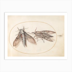 Two Hawk Moths, Joris Hoefnagel Art Print