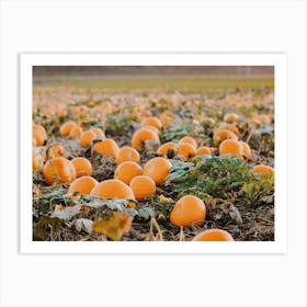 Pumpkin Patch Art Print