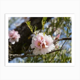 Soft pink almond blossoms in spring Art Print