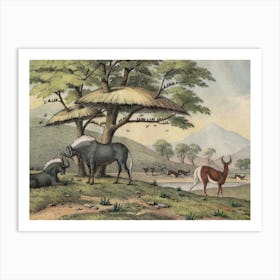 Vintage Kolb 10 Tafel 38 Gnu Art Print