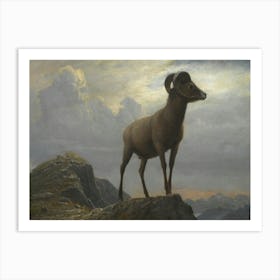 Vintage Bighorn Ram Art Print