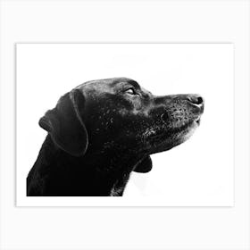 Black Labrador Retriever Art Print