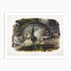Canada Lynx, John James Audubon Art Print