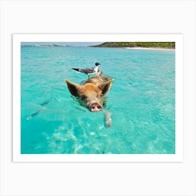 Swimming Pig Bahamas Art Print