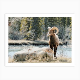 Bighorn Sheep Near River Art Print