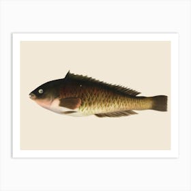 draw fish Art Print