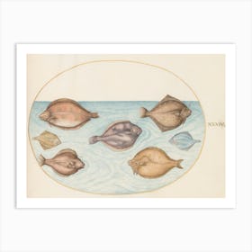 Animalia Aqvatilia Et Cochiliata, Joris Hoefnagel (4) Art Print