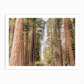 California Redwoods Art Print