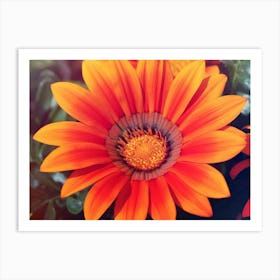 Orange Daisy Art Print