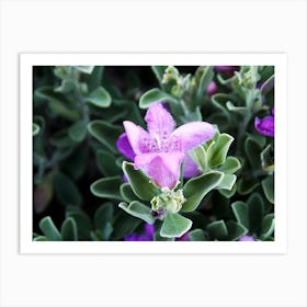 Light Purple Flower. Art Print