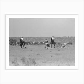 Cutting Out Calves For Branding From The Herd, Cattle Ranch Near Spur, Texas By Russell Lee Art Print