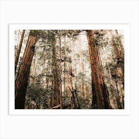 Redwood Tree Forest Art Print