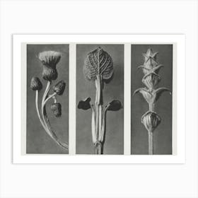 Cirsium Canum, Karl Blossfeldt Art Print