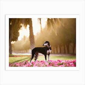 Saluki in between the flowers - Abu Dhabi UAE dog photo print - moody animal photography art Art Print