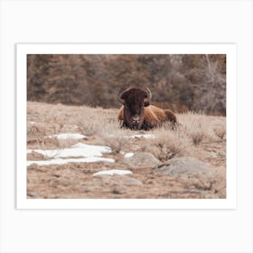 Snowy Bison Scenery Art Print