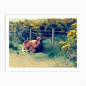 Brown Cow Laying Down Field Scotland Yellow flowers  Art Print