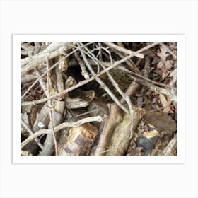 Chipmunk In The Brush Art Print