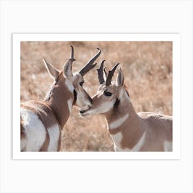 Western Rustic Pronghorn Art Print